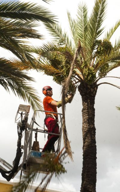 Quitan las ramas bajas y los dátiles de las palmeras de la calle Real para evitar molestias - 3, Foto 3