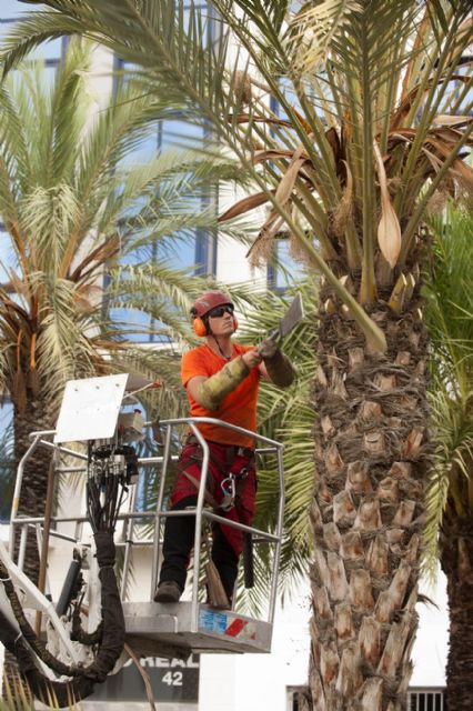 Quitan las ramas bajas y los dátiles de las palmeras de la calle Real para evitar molestias - 4, Foto 4