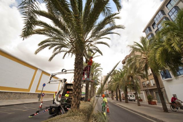 Quitan las ramas bajas y los dátiles de las palmeras de la calle Real para evitar molestias - 5, Foto 5