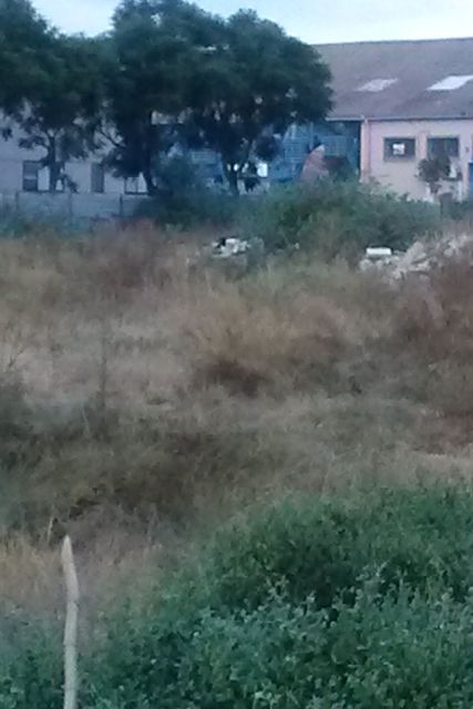 IU-Verdes exige al Ayuntamiento que cumpla la ordenanza sobre limpieza de solares - 1, Foto 1