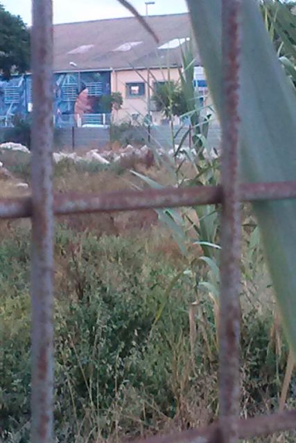 IU-Verdes exige al Ayuntamiento que cumpla la ordenanza sobre limpieza de solares - 2, Foto 2