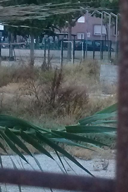 IU-Verdes exige al Ayuntamiento que cumpla la ordenanza sobre limpieza de solares - 3, Foto 3