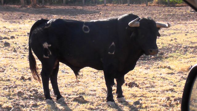 La ganadería de Domecq presenta los cuatro toros que lidiarán 'El Cid' y Escribano el día 10 en Cehegín - 1, Foto 1