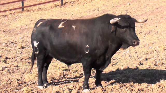 La ganadería de Domecq presenta los cuatro toros que lidiarán 'El Cid' y Escribano el día 10 en Cehegín - 2, Foto 2