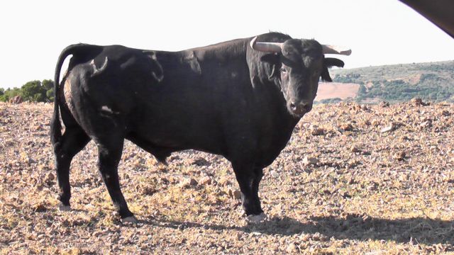 La ganadería de Domecq presenta los cuatro toros que lidiarán 'El Cid' y Escribano el día 10 en Cehegín - 3, Foto 3