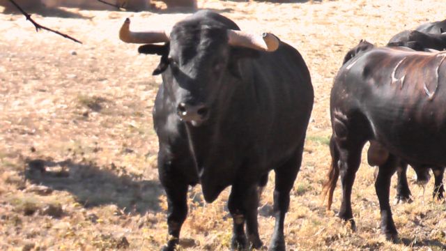 La ganadería de Domecq presenta los cuatro toros que lidiarán 'El Cid' y Escribano el día 10 en Cehegín - 4, Foto 4