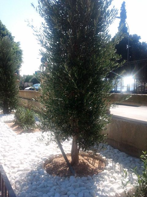 UPyD Murcia pide la retirada de los olivos silvestres recién plantados por su gran impacto alergénico - 1, Foto 1