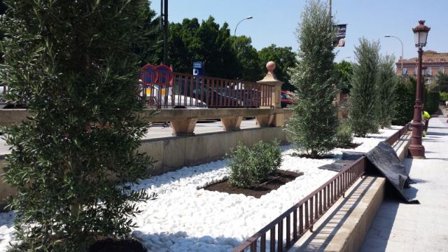 El Grupo Socialista exige la retirada de los olivos recién plantados en La Glorieta para evitar problemas a las personas con alergia - 1, Foto 1