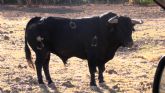 La ganadería de Domecq presenta los cuatro toros que lidiarán 'El Cid' y Escribano el día 10 en Cehegín