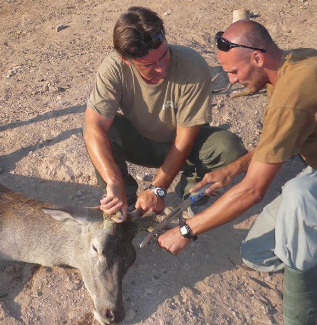 El grupo de ciervos y arruis de Terra Natura Murcia se acicala antes de la época de celo - 1, Foto 1