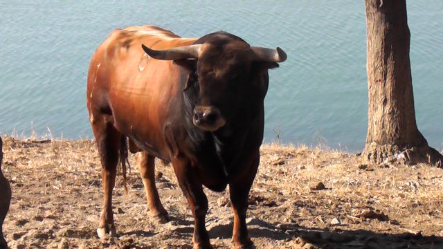 Antonio Puerta y Filiberto lidiarán cuatro magníficos novillos de Santiago Domecq - 1, Foto 1