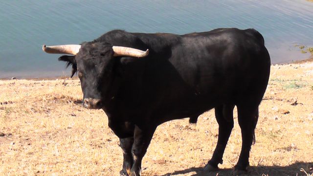 Antonio Puerta y Filiberto lidiarán cuatro magníficos novillos de Santiago Domecq - 2, Foto 2