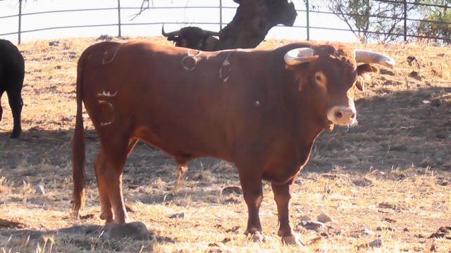 Antonio Puerta y Filiberto lidiarán cuatro magníficos novillos de Santiago Domecq - 3, Foto 3