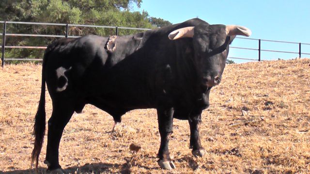 Antonio Puerta y Filiberto lidiarán cuatro magníficos novillos de Santiago Domecq - 4, Foto 4