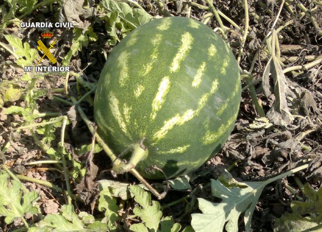 La Guardia Civil detiene a cinco personas por la sustracción de  productos del campo - 1, Foto 1