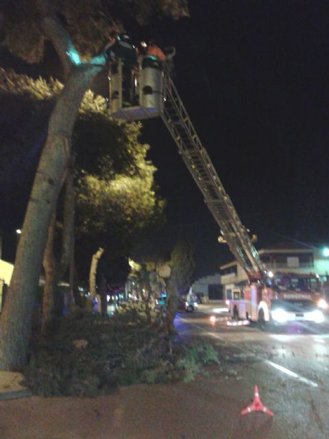 Bomberos retiran una rama caída en la carretera de El Albujón - 3, Foto 3