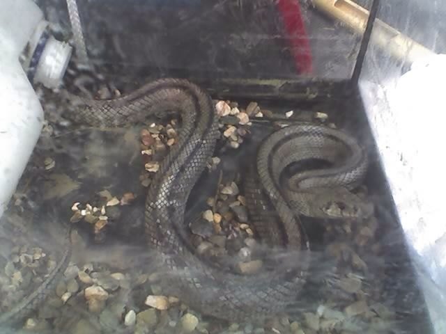 Protección Civil retira una serpiente en la calle Pilar que había causado la alarma entre vecinos, Foto 1