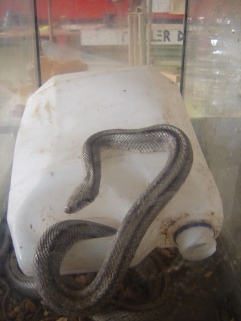 Protección Civil retira una serpiente en la calle Pilar que había causado la alarma entre vecinos, Foto 2