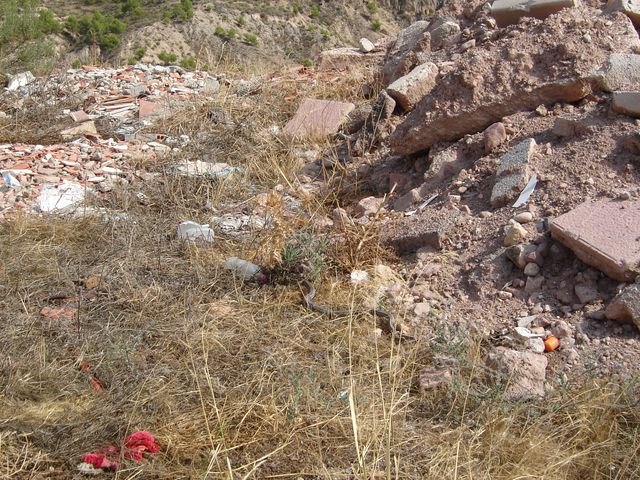 Protección Civil retira una serpiente en la calle Pilar que había causado la alarma entre vecinos, Foto 3