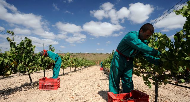 Bodegas luzn acerca la vendimia a los consumidores, Foto 2