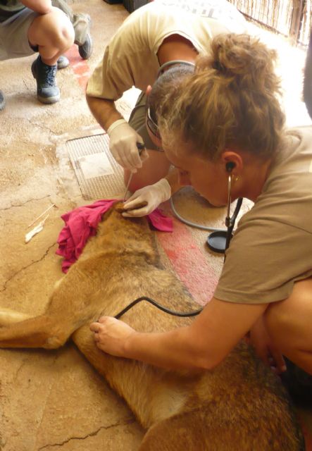 Los expertos de Terra Natura Murcia aplican un tratamiento médico para tratar la otitis de un lobo - 1, Foto 1