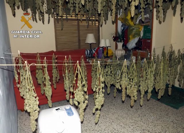 La Guardia Civil desmantela un invernadero clandestino de marihuana en una casa de campo de Abarán - 1, Foto 1