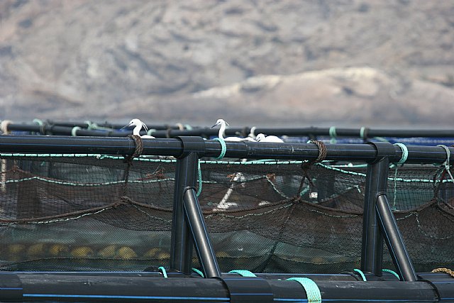 Agricultura trabaja en la búsqueda de soluciones a los problemas que plantea la presencia de aves en instalaciones acuícolas - 2, Foto 2