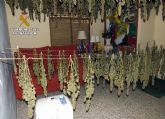 La Guardia Civil desmantela un invernadero clandestino de marihuana en una casa de campo de Abarán