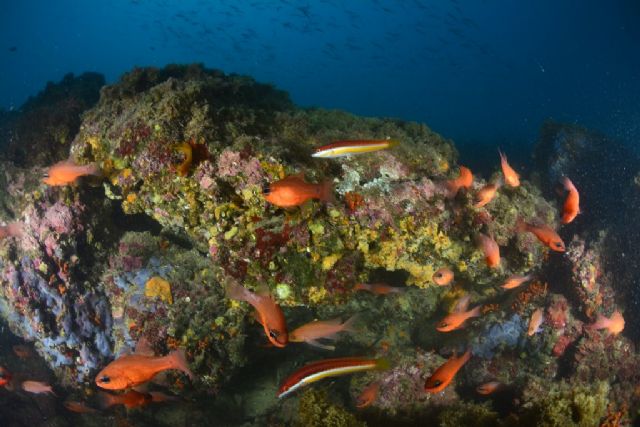 El Open Internacional de Fotografa Submarina finaliza con bellas instantneas de los fondos marinos de la Baha de Mazarrn - 1