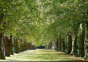 Cartagena debe impulsar proyectos de reforestación para nuestros montes - 1, Foto 1