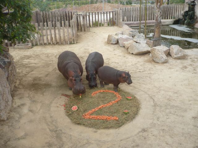 La cría de hipopótamo nacida en el parque Terra Natura Murcia celebra su segundo cumpleaños - 1, Foto 1