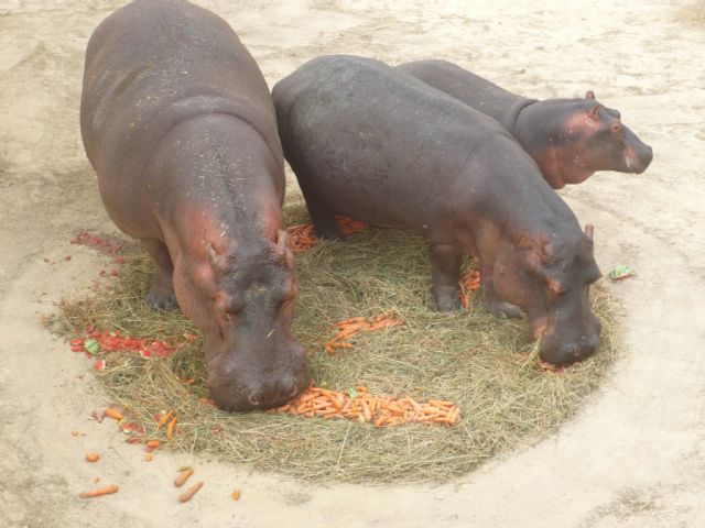 La cría de hipopótamo nacida en el parque Terra Natura Murcia celebra su segundo cumpleaños - 2, Foto 2