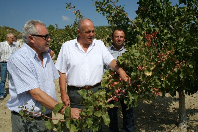 El cultivo experimental del pistacho demuestra su viabilidad en el Noroeste - 1, Foto 1