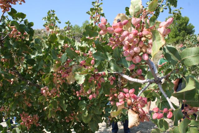 El cultivo experimental del pistacho demuestra su viabilidad en el Noroeste - 2, Foto 2