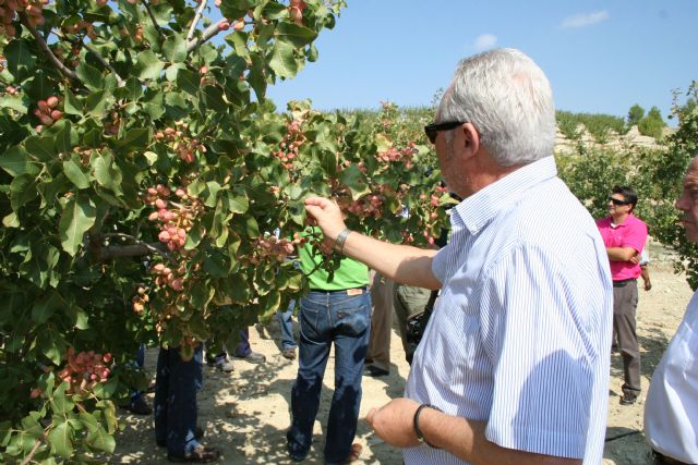 El cultivo experimental del pistacho demuestra su viabilidad en el Noroeste - 3, Foto 3