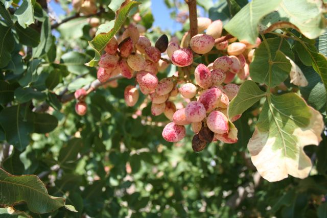 El cultivo experimental del pistacho demuestra su viabilidad en el Noroeste - 4, Foto 4