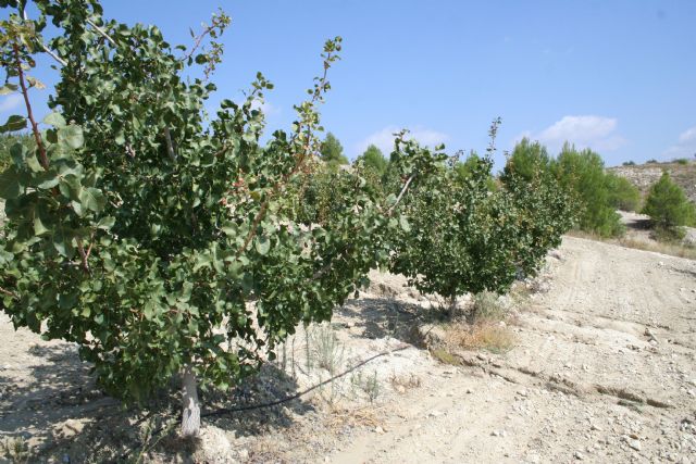 El cultivo experimental del pistacho demuestra su viabilidad en el Noroeste - 5, Foto 5