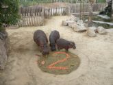 La cría de hipopótamo nacida en el parque Terra Natura Murcia celebra su segundo cumpleaños