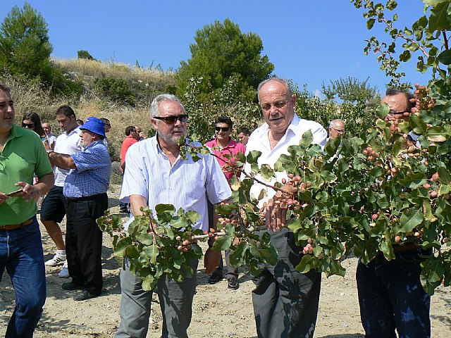 Agricultura promociona el cultivo del pistachero tras su buena adaptación en la comarca del Noroeste - 1, Foto 1