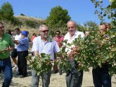 Agricultura promociona el cultivo del pistachero tras su buena adaptacin en la comarca del Noroeste