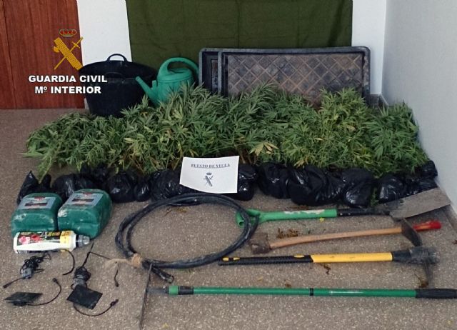 Desmantelada una plantación de marihuana que abastecía a consumidores habituales de Yecla - 1, Foto 1
