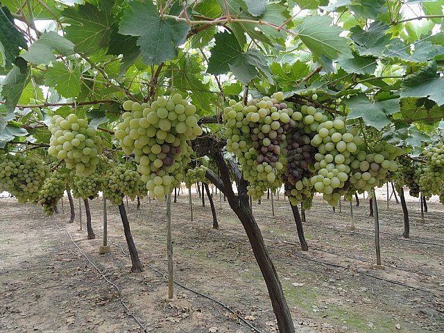 El Pleno apoyará las demandas de las organizaciones agrarias y productores de uva de mesa, Foto 1