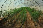 El Gobierno argentino se interesa por el sistema de producción y certificación de plantas de vivero de cítricos en la Región