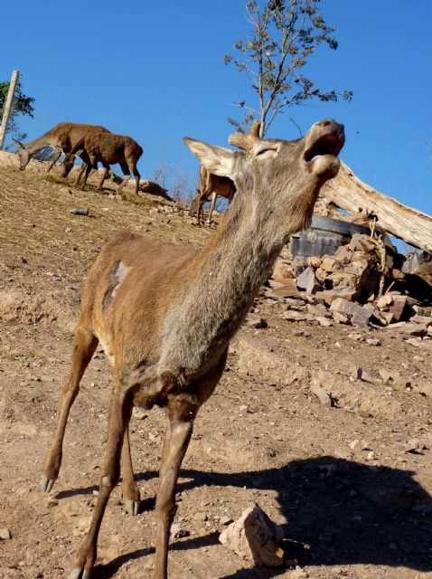 Comienza la época de cortejo entre los ciervos del parque de naturaleza Terra Natura Murcia - 1, Foto 1