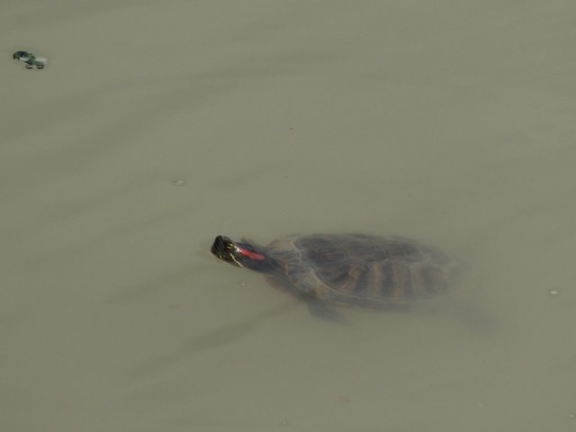 Detectan galápago americano en el Azud de Ojós - 1, Foto 1