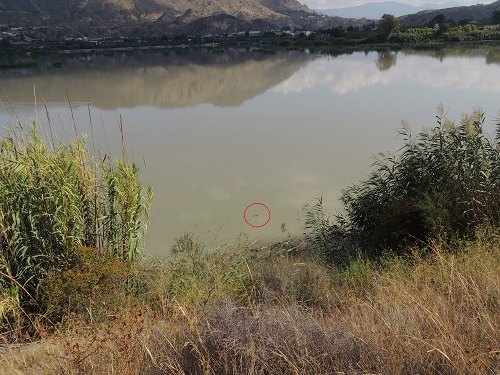 Detectan galápago americano en el Azud de Ojós - 2, Foto 2