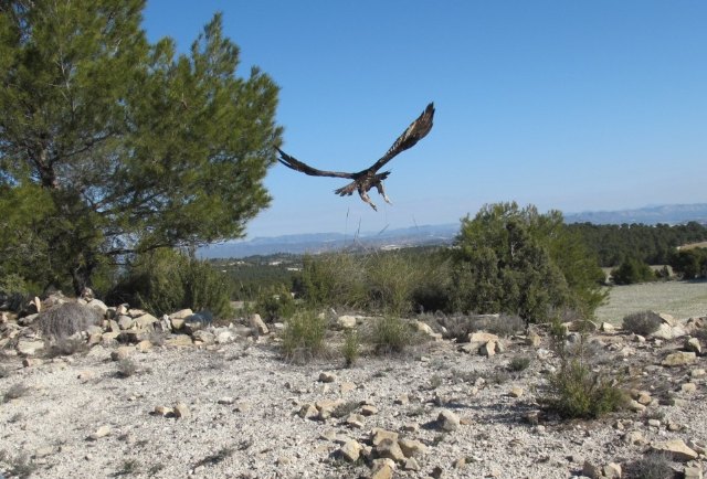 Los espacios naturales protegidos se unen para celebrar el Da Mundial de las Aves, Foto 1