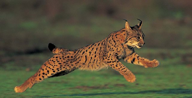 Presidencia presenta ante la Comisión Europea las acciones para favorecer la reintroducción del lince ibérico en la Región de Murcia - 1, Foto 1
