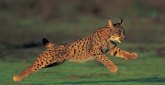 Presidencia presenta ante la Comisin Europea las acciones para favorecer la reintroduccin del lince ibrico en la Regin de Murcia