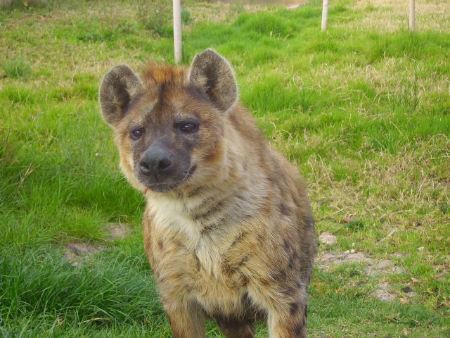 La hiena más longeva de Europa habita en el parque de naturaleza Terra Natura Murcia - 1, Foto 1